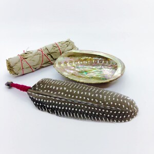 May include: A white sage smudge stick tied with red string, a brown and white speckled feather, and a iridescent abalone shell.