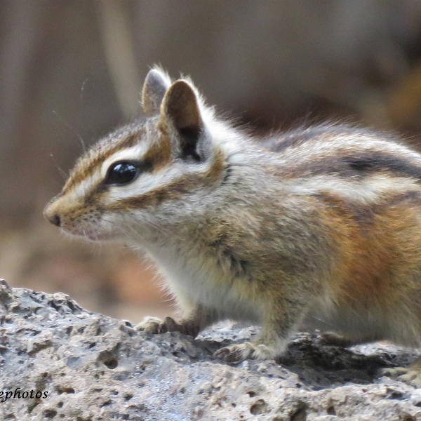 Digital photo, backyard wildlife, northern Arizona, chipmunk pausing to check for safety