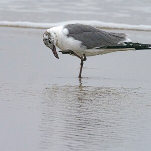 Scratching Chin With Foot (humor, animal behavior, funny animals, birds)