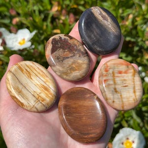 May include: A hand holds five polished, oval petrified wood stones. The stones display a variety of colors, including brown, tan, and black, with visible wood grain patterns. The background features green foliage and white flowers.