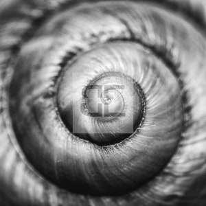 May include: A close-up black and white photo of a spiral seashell. The shell is textured and has a smooth, shiny finish.