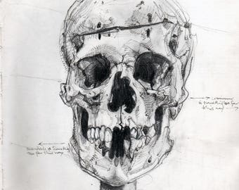 Original Skull Drawing Art Goth Medical Illustration Occult Morbid Anatomy Macabre Specimen Pathology Weird Natural History Curiosity Death