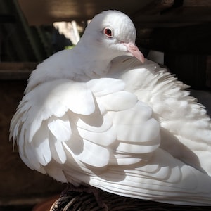 Desert Dove