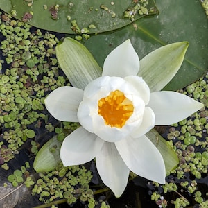 Illumined