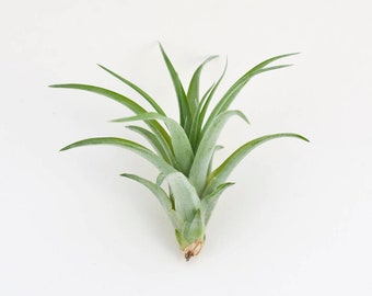 Air plant Tillandsia Brachycaulos Abdita, airplant, air plants, christmas gift, house plant, air plant for terrarium, TIBR