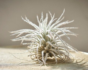 Air plant Tillandsia Tectorum Snow, airplant, plant for terrarium, christmas gift, house plant, alive plants, airplant fuxigold, succulent