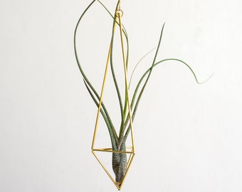 Air plant Tillandsia Butzii, air plant gift, plant gift, air plant holder, air plant bulk, air plant hanger