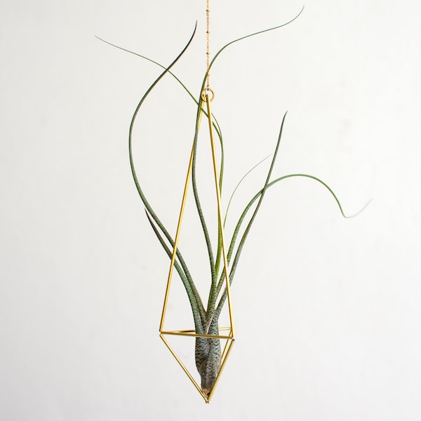 Air plant Tillandsia Butzii, air plant gift, plant gift, air plant holder, air plant bulk, air plant hanger