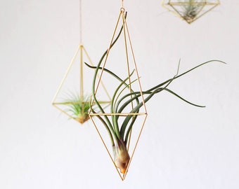 Hexaèdre Himmeli No. 03 avec plante aérienne, cintre plante, idée cadeau, idée cadeau Noël, cadeau Noël, cintre doré