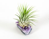 Air plant Tillandsia Ionantha with Amethyst Geode, air plant with Amethyst, christmas gift, house plant, live air plant, air plant gift