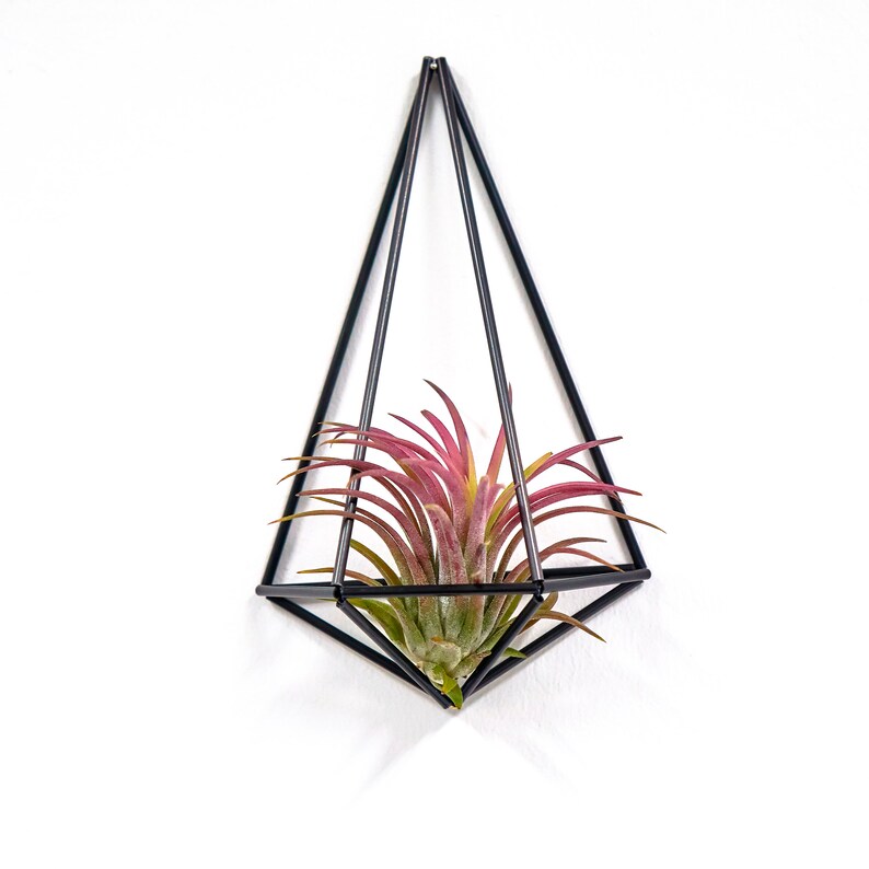 Air plant with wall holder plant wall sconce wall planter Etsy