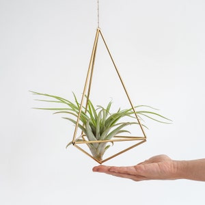 Air Plant Tillandsia brachycaulos abdita Grande, exotique belle plante, idée déco Gechenkidee plante en vrac image 6