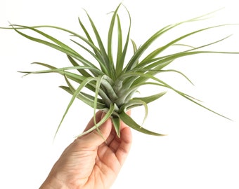 Planta del aire Brachycaulos Abdita Large, Plantas exóticas idea decoración, plantas sin tierra, clavel del aire