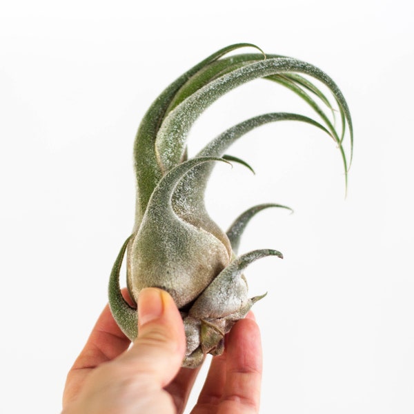 de 11,95 EUR: Air Plant Tillandsia Seleriana, Air Plant Air Plant, Plant for Terrarium, Gift Loose Plant, Deco Idea, Gechenkidee