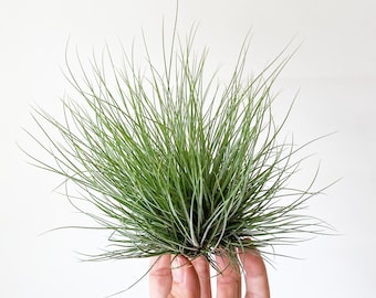 Luftpflanze Tillandsia Bartramii Pulk, Air Plant Luft Pflanze, Pflanze für Terrarium, Geschenk lose Pflanze, Gechenkidee