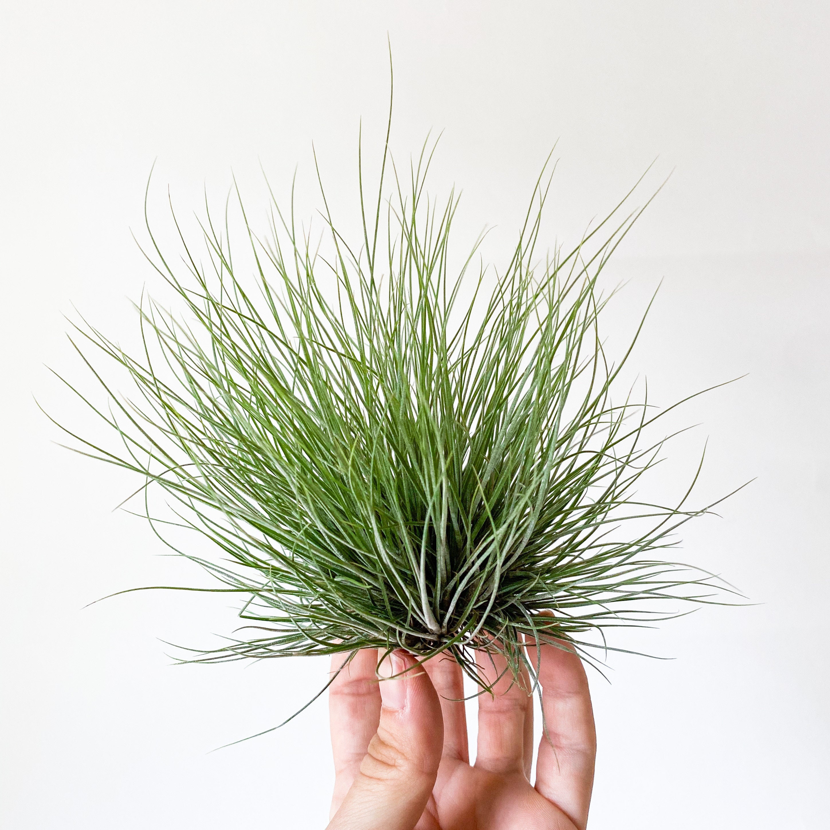 Tillandsia baileyi – 15 à 20cm - Fourmiculture