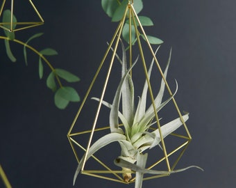 Air plant with holder, Himmeli Decahedron No. 02, decoration gift idea