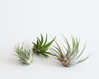 Trois plantes aériennes Tillandsia Ionantha, Scaposa, Brachycaulos, Belle plante exotique, Idée décorative Gechenkidee, Plante en vrac