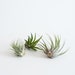 see more listings in the Air plants section