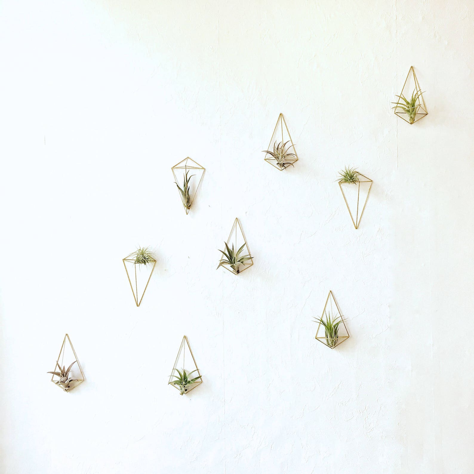 Air Plant Set Wall Holder Plant Wall Sconce Wall Planter Etsy