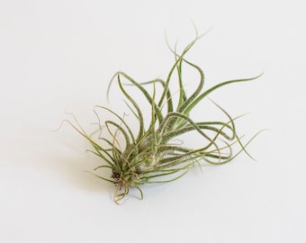 Air plant Tillandsia Pruinosa, airplant, airplants, christmas gift, house plant, live air plant, air plant exotic, planta del aire