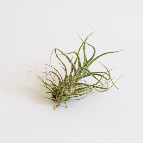 Air plant Tillandsia Pruinosa, airplant, airplants, christmas gift, house plant, live air plant, air plant exotic, planta del aire