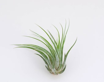 Luftpflanze Tillandsia Scaposa, Exotische Schöne Pflanze, Dekoidee Gechenkidee Pflanze Lose