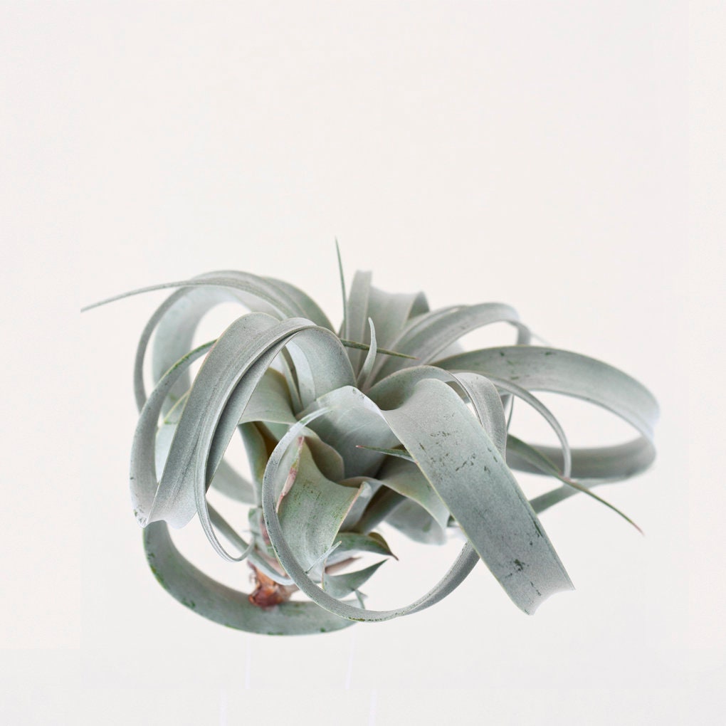 Luftpflanze Tillandsia Xerographica Exotische Schöne Pflanze | Etsy