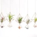 see more listings in the Air plant hanging holder section