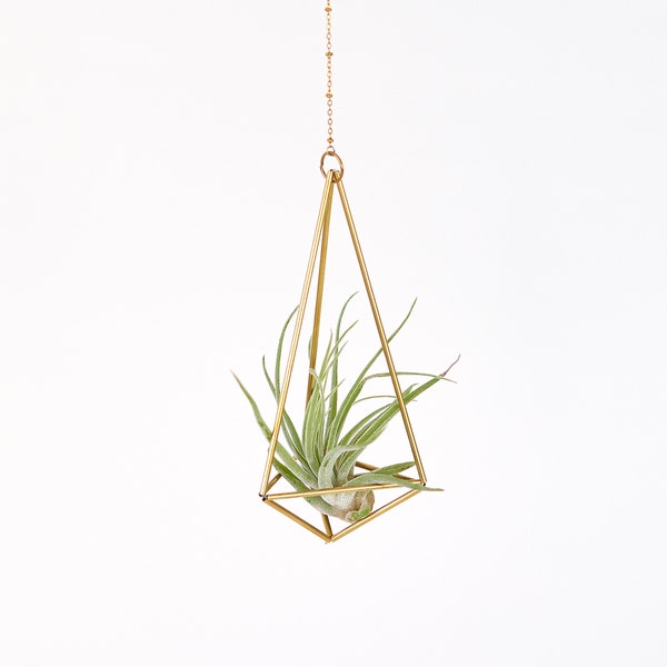Air plant with holder, himmeli Hexahedron No. 01, hanging planter, plant hanger, air plant display, geometric gold terrarium, plant stand