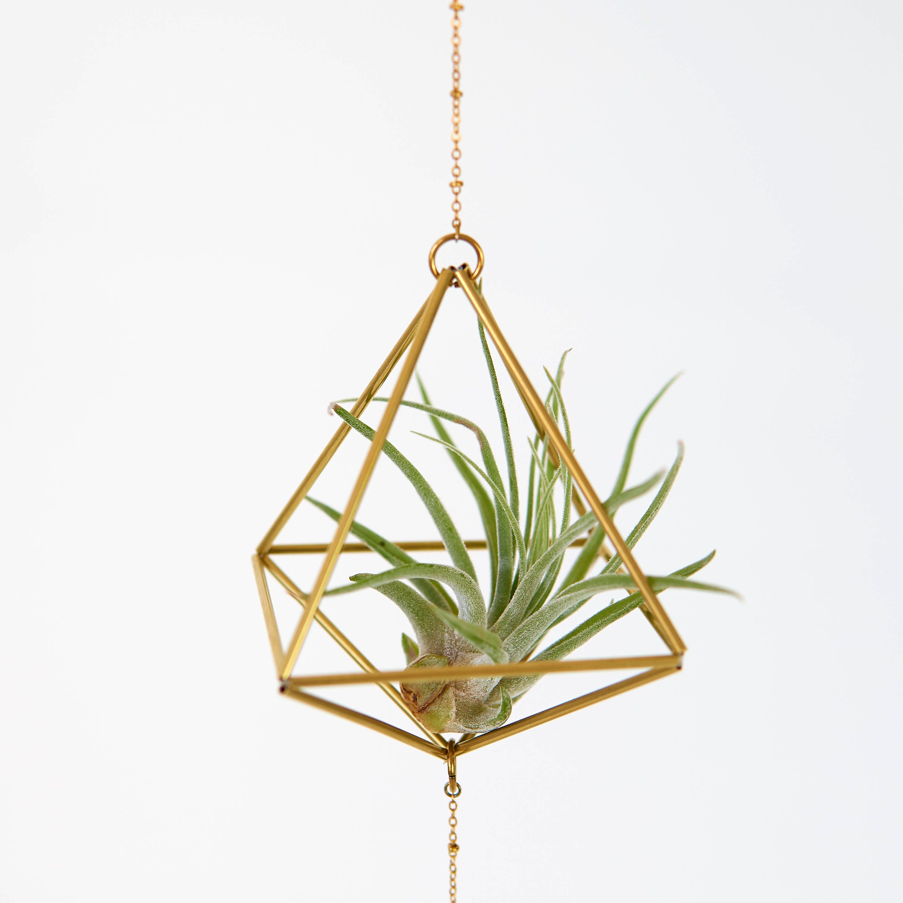 Tillandsia plants holders suporturi idei plante evidenta apartament plantele simplesmente fascinante