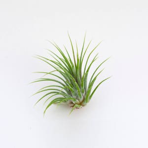 Air plant Tillandsia Ionantha, airplant, airplants, christmas gift, house plant, live air plant, air plant gift
