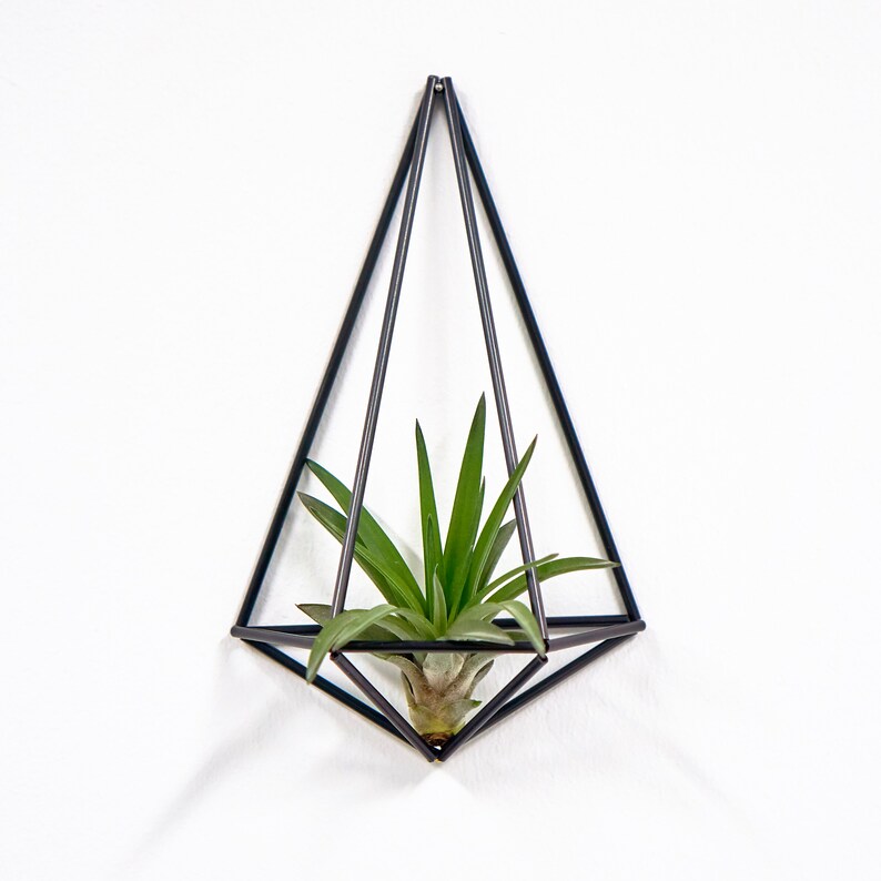 Air plant with wall holder plant wall sconce wall planter Etsy