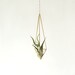 see more listings in the Air plant hanging holder section