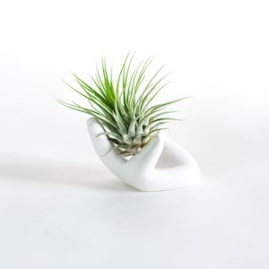 Air Plant Ceramic Hand Planter, Air plant Tillandsia Ionantha with Ceramic Hand, christmas gift, house plant, live air plant, air plant gift