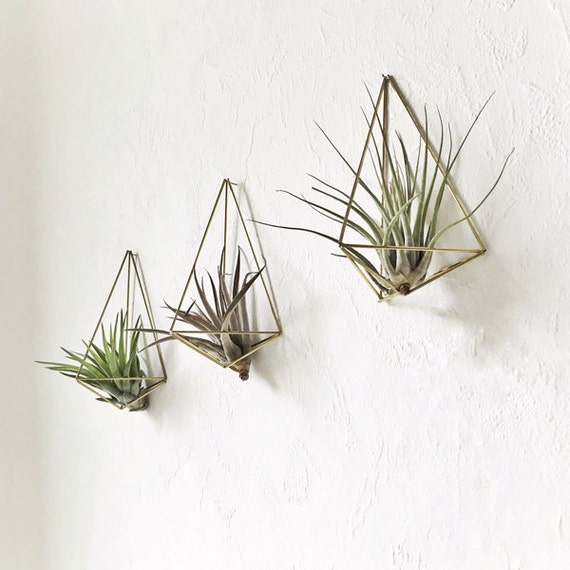 Air Plants With Wall Holder Set Of 3 Himmeli Polyhedron No Etsy