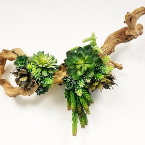 Succulent Wall Art