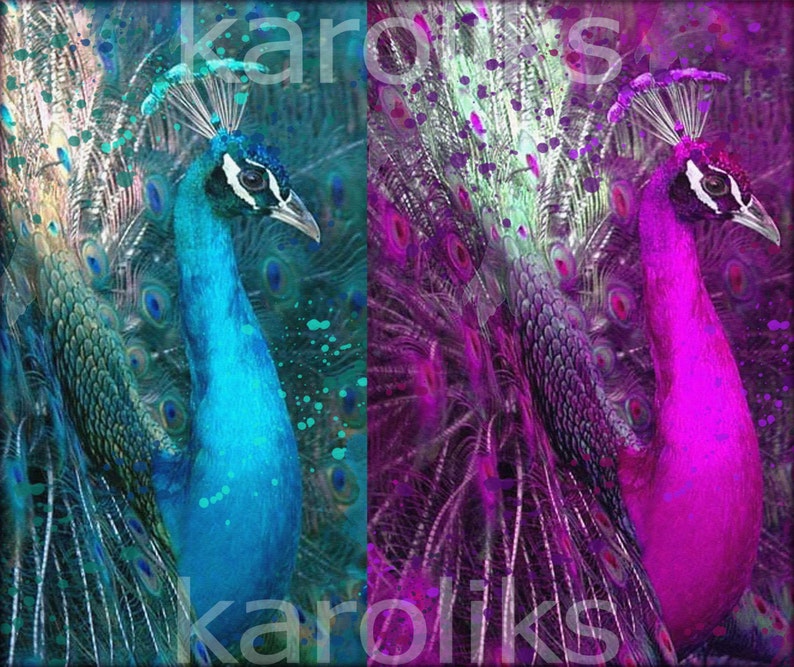 Peacocks Digital Images Iridescent Birds Digital Peacocks | Etsy