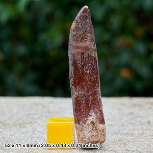 Genuine rebbachisaurus dinosaur tooth fossil cretaceous kem kem morocco coa