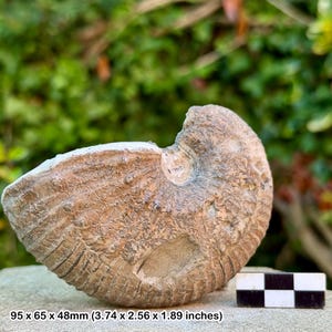 Sea-worn becheiceras fossil ammonite - jurassic ammonite - genuine specimen with certificate