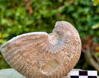 アンモナイト化石スタンド 特注オーク材スタンド 本物の恐竜化石 自然