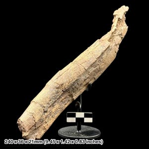 Edmontosaurus dinosaur fossil bone with metal stand - hell creek formation, upper cretaceous, south dakota usa
