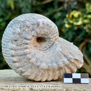 Liparoceras cheltiense ammonite fossil - pliensbachian, jurassic, cheltenham, united kingdom | 100% genuine specimen + coa
