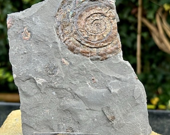 Schillerndes Caloceras-Johnstoni-Ammonitenfossil auf Ständer – Blue Lias, Somerset, Großbritannien – inklusive COA