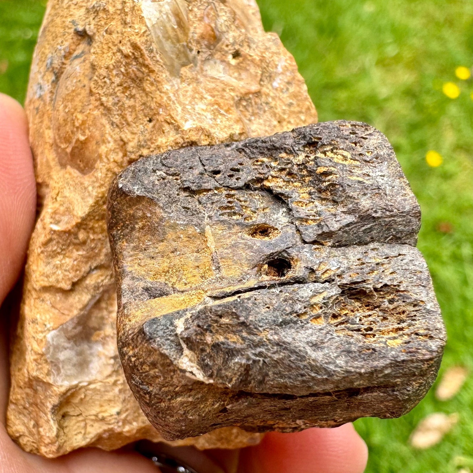 Rare Plesiosaur Tail Vertebrae Fossil Great Oolite Series Jurassic 
