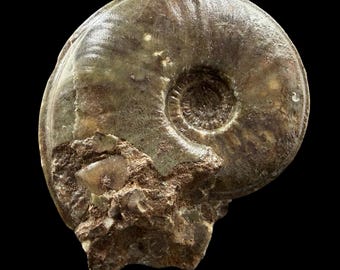 Eparietites denotatus ammonite fossil scunthorpe mudstone jurassic lincolnshire uk lower jurassic sinemurian marine cephalopod
