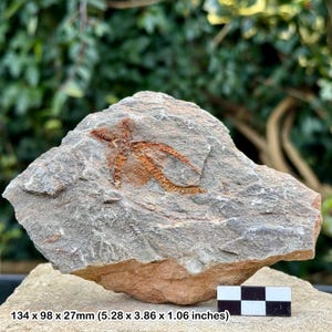 Fossil brittle stars (ophiura) - ordovician draa valley morocco - genuine specimen w/ coa