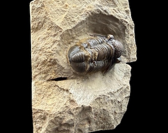 ゲラストス三葉虫の化石 - デボン紀、モロッコ - 古代の海洋生物