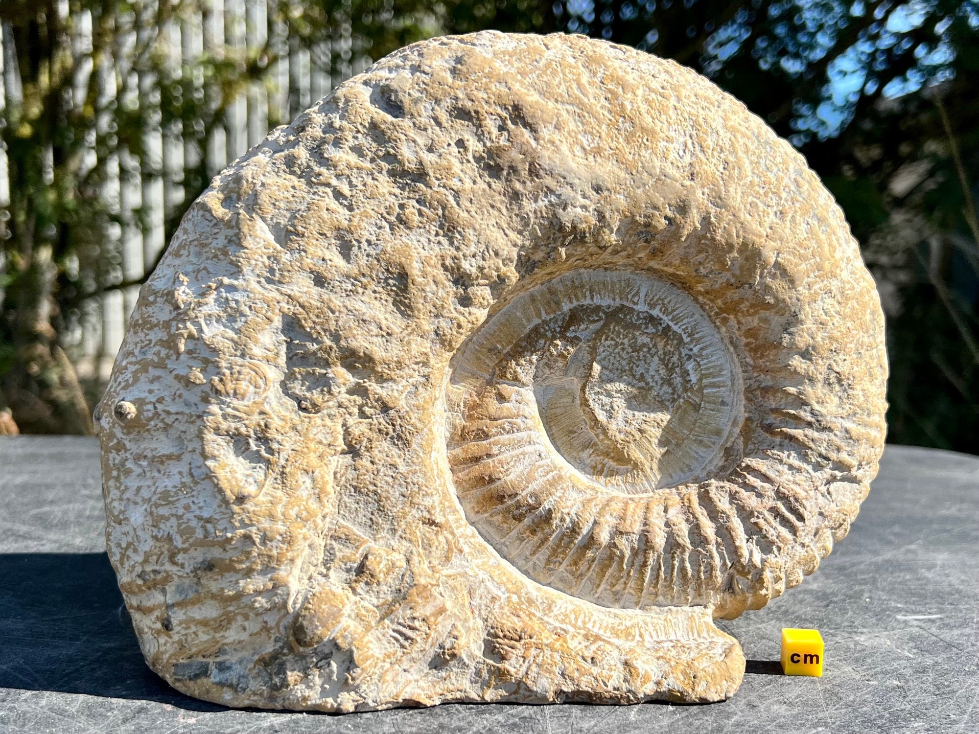 ~5 Easel Type 2-3/16" Display Stand Ammonite Goniatite Meteorite Tektite 