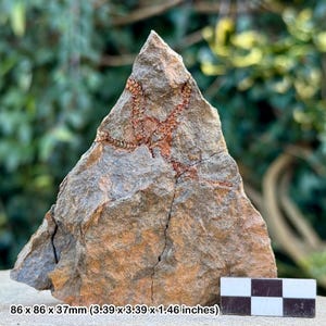 Fossil brittle stars (ophiura) - ordovician draa valley morocco - genuine specimen w/ coa
